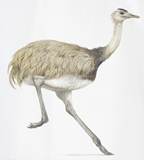 Common Rhea, Rhea americana, grey running bird Common Rhea, Rhea americana, grey running bird