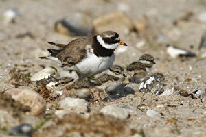 Common Ringed Plover or Ringed Plover -Charadrius hiaticula Common Ringed Plover or Ringed Plover -Charadrius hiaticula
