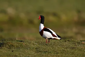 Common Shelduck -Tadorna tadorna-, drake standing in a pasture, Eidersperrwerk, Schleswig-Holstein, North Friesland Common Shelduck -Tadorna tadorna-, drake standing in a pasture, Eidersperrwerk, Schleswig-Holstein, North Friesland
