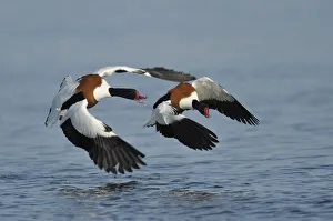 Common shelducks -Tadorna tadorna- fighting - IMPORTANT Non-exclusive usage, retail calendar, duration Jan Common shelducks -Tadorna tadorna- fighting - IMPORTANT Non-exclusive usage, retail calendar, duration Jan