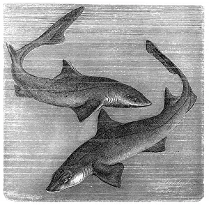 The common smooth-hound (Mustelus mustelus) and spiny dogfish, spurdog, mud shark, piked dogfish (Squalus acanthias) The common smooth-hound (Mustelus mustelus) and spiny dogfish, spurdog, mud shark, piked dogfish (Squalus acanthias)
