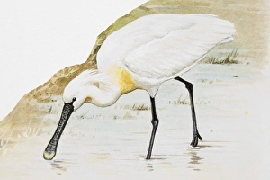 Common spoonbill (Platalea leucorodia), wading in water, side view Common spoonbill (Platalea leucorodia), wading in water, side view