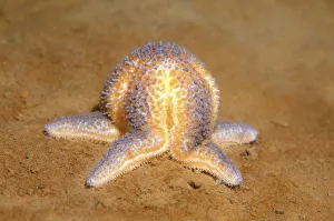 Common Starfish or Common Sea Star -Asterias rubens-, White Sea, Karelia, Arctic, Russia Common Starfish or Common Sea Star -Asterias rubens-, White Sea, Karelia, Arctic, Russia