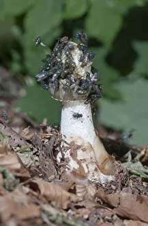 Common Stinkhorn -Phallus impudicus-, Untergroeningen, Baden-Wuerttemberg, Germany, Europe Common Stinkhorn -Phallus impudicus-, Untergroeningen, Baden-Wuerttemberg, Germany, Europe