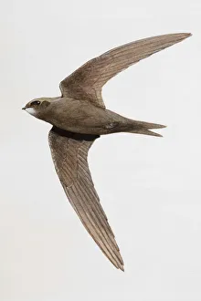 Common swift (Apus apus) in flight