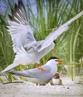 Common Tern Parents with Small Chick at Nickerson Beach Common Tern Parents with Small Chick at Nickerson Beach