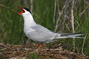 Common tern -Sterna hirundo-, calling, perched on a haystack Common tern -Sterna hirundo-, calling, perched on a haystack