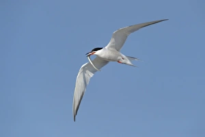 Common Tern -Sterna hirundo- in flight with fish in its beak, Wagejot Nature Reserve, Texel, West Frisian Islands Common Tern -Sterna hirundo- in flight with fish in its beak, Wagejot Nature Reserve, Texel, West Frisian Islands