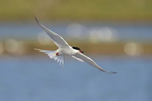 Common Tern -Sterna hirundo- in flight over a nesting colony, Wagejot Nature Reserve Common Tern -Sterna hirundo- in flight over a nesting colony, Wagejot Nature Reserve