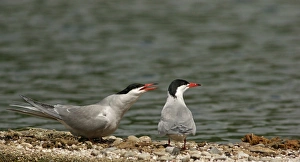 Common Terns -Sterna hirundo-, Mecklenburg-Western Pomerania, Germany Common Terns -Sterna hirundo-, Mecklenburg-Western Pomerania, Germany