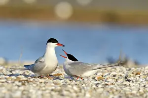 West Frisian Islands Animals Prints: Common Terns -Sterna hirundo-, displaying