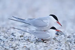 Bird Mating Habits Prints: Common Terns -Sterna hirundo-, mating
