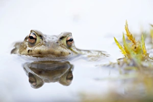 Common Toad -Bufo bufo-, Southern Germany, Germany Common Toad -Bufo bufo-, Southern Germany, Germany