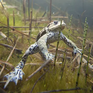 Common Toad -Bufo bufo- under water, Southern Germany, Germany Common Toad -Bufo bufo- under water, Southern Germany, Germany