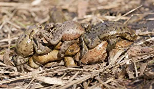 Common Toad or European Toad -Bufo bufo-, several males in amplexus with a female, mating process, Thuringia, Germany Common Toad or European Toad -Bufo bufo-, several males in amplexus with a female, mating process, Thuringia, Germany