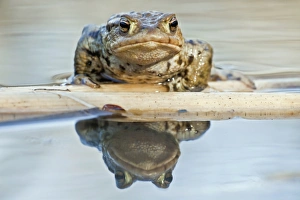 Common Toad or European Toad -Bufo bufo-, reflected in water, North Hesse, Hesse, Germany Common Toad or European Toad -Bufo bufo-, reflected in water, North Hesse, Hesse, Germany