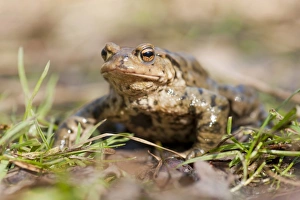 Common Toad or European Toad -Bufo bufo- on grass, Thuringia, Germany Common Toad or European Toad -Bufo bufo- on grass, Thuringia, Germany
