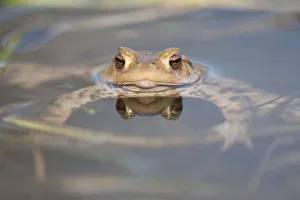 Common Toad or European Toad -Bufo bufo- in the water, Thuringia, Germany Common Toad or European Toad -Bufo bufo- in the water, Thuringia, Germany