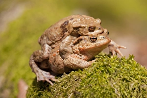 Common Toads -Bufo bufo-, mating, male clasping a female, amplexus, Thuringia, Germany Common Toads -Bufo bufo-, mating, male clasping a female, amplexus, Thuringia, Germany