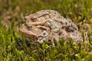 Common Toad Amplexus Print