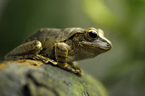 Common Tree Frog, Four-lined Tree Frog, or White-lipped Tree Frog -Polypedates Common Tree Frog, Four-lined Tree Frog, or White-lipped Tree Frog -Polypedates