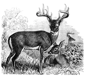 Common or Virginian Deer (Cervus virginianus) Common or Virginian Deer (Cervus virginianus)