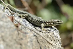 Common Wall Lizard -Podarcis muralis-, Departement Cotes-d?Armor, Brittany, France Common Wall Lizard -Podarcis muralis-, Departement Cotes-d?Armor, Brittany, France