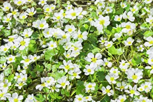 Common Water crowfoot -Ranunculus aquatilis-, Extremadura, Spain Common Water crowfoot -Ranunculus aquatilis-, Extremadura, Spain
