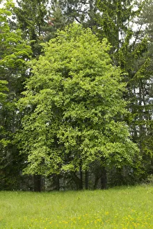 Common Whitebeam -Sorbus aria-, Thuringia, Germany Common Whitebeam -Sorbus aria-, Thuringia, Germany