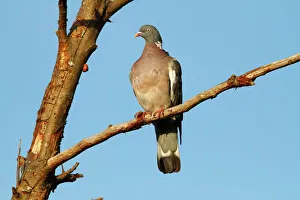 Common Wood Pigeon -Columba palumbus- perched on a branch, Baltic Sea island of Fehmarn, Schleswig-Holstein, Germany Common Wood Pigeon -Columba palumbus- perched on a branch, Baltic Sea island of Fehmarn, Schleswig-Holstein, Germany