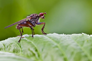 Common Yellow Dung Fly or Golden Dung Fly -Scatophaga stercoraria-, female Common Yellow Dung Fly or Golden Dung Fly -Scatophaga stercoraria-, female