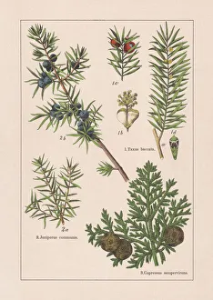 Coniferes, chromolithograph, published in 1895 Coniferes, chromolithograph, published in 1895