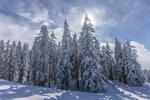 Coniferous trees on the edge of the forest with snow and hoarfrost, Brixen im Thale Coniferous trees on the edge of the forest with snow and hoarfrost, Brixen im Thale