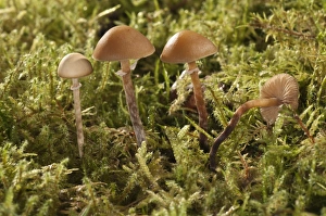 Conocybe teneroides mushrooms, Untergroeningen, Baden-Wuerttemberg, Germany, Europe Conocybe teneroides mushrooms, Untergroeningen, Baden-Wuerttemberg, Germany, Europe