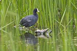 Coot or Eurasian Coot -Fulica atra-, Tyrol, Austria Coot or Eurasian Coot -Fulica atra-, Tyrol, Austria