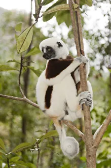 Coquerels Sifaka or Crowned Sifaka -Propithecus coquereli-, male Coquerels Sifaka or Crowned Sifaka -Propithecus coquereli-, male