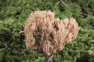 Coral Fungi or Antler Fungi -Ramaria pallida-, Untergroeningen, Baden-Wuerttemberg Coral Fungi or Antler Fungi -Ramaria pallida-, Untergroeningen, Baden-Wuerttemberg