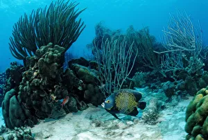Coral reef with French Angelfish (Pomacanthus paru), Trinidad, Caribbean Sea Coral reef with French Angelfish (Pomacanthus paru), Trinidad, Caribbean Sea