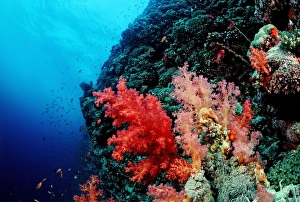 Coral reef with soft corals, Red Sea, Sudan Coral reef with soft corals, Red Sea, Sudan