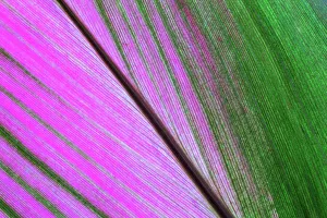 Cordyline (Cordyline), leaf, close-up, Costa Rica Cordyline (Cordyline), leaf, close-up, Costa Rica