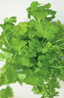 Images Dated 12th December 2005: Coriander, close up