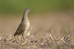 Corncrake -Crex crex-, attentive, Middle Elbe region, Saxony-Anhalt, Germany Corncrake -Crex crex-, attentive, Middle Elbe region, Saxony-Anhalt, Germany