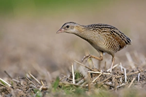 Corncrake -Crex crex-, foraging on the edge of a meadow, Middle Elbe region, Saxony-Anhalt, Germany Corncrake -Crex crex-, foraging on the edge of a meadow, Middle Elbe region, Saxony-Anhalt, Germany