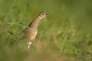 Corncrake -Crex crex-, furtively looking out from behind cover, Middle Elbe region, Saxony-Anhalt, Germany Corncrake -Crex crex-, furtively looking out from behind cover, Middle Elbe region, Saxony-Anhalt, Germany