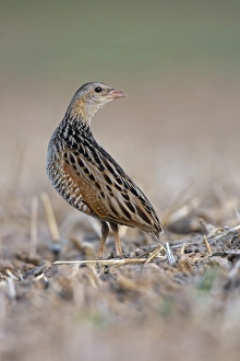 Corncrake -Crex crex-, listenting to a rivals song, Middle Elbe region, Saxony-Anhalt, Germany Corncrake -Crex crex-, listenting to a rivals song, Middle Elbe region, Saxony-Anhalt, Germany