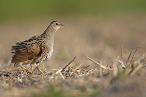 Corncrake -Crex crex-, preening, Middle Elbe region, Saxony-Anhalt, Germany Corncrake -Crex crex-, preening, Middle Elbe region, Saxony-Anhalt, Germany