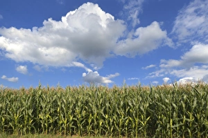 Cornfield -Zea mays subsp. mays- with cloudy sky, Karsberg, Upper Franconia, Bavaria Cornfield -Zea mays subsp. mays- with cloudy sky, Karsberg, Upper Franconia, Bavaria