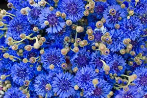 Centaurea Cyanus Images Prints: Cornflower -Centaurea cyanus-