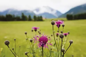 Centaurea Cyanus Species Prints: Cornflower oder Bluebottle (Centaurea cyanus)