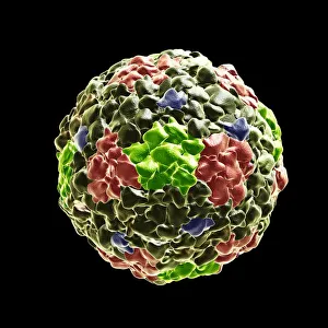 Coronavirus virus particles, illustration Coronavirus virus particles, illustration